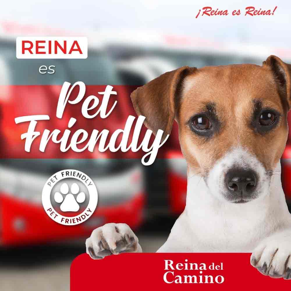 viaje mascotas reina del camino